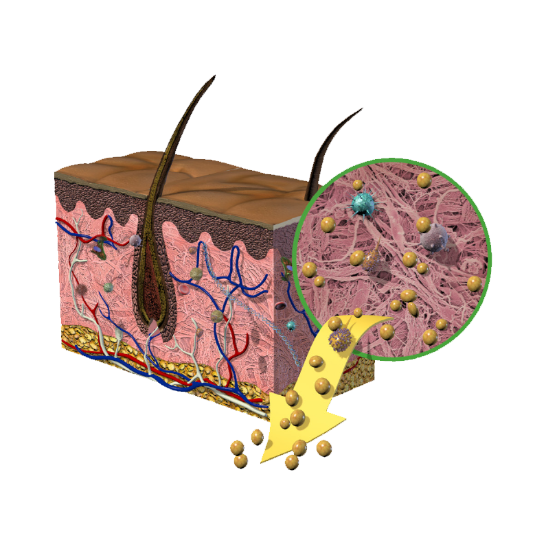 The Proprietary Tutoplast® Process - Step 1: Alkaline Treatment