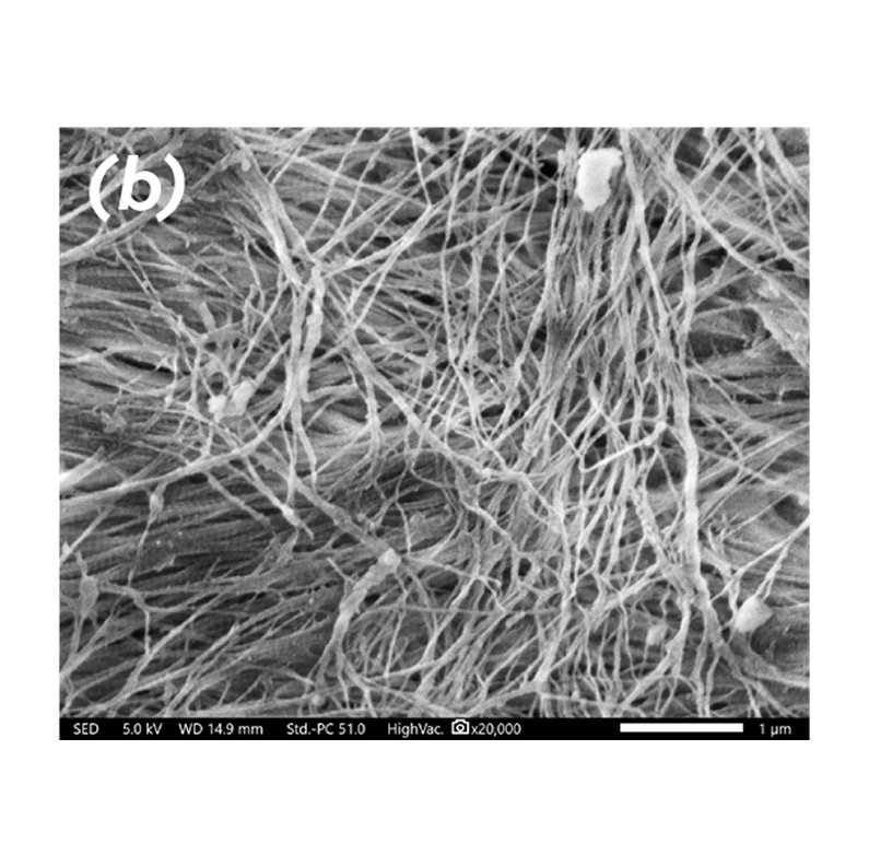 SEM images at 20,000x magniﬁcation of Puros Cancellous Allograft
