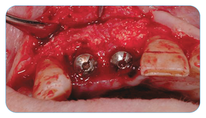 Fig. 12. Regeneration at four months after removing the remnants of the membrane.